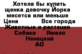 Хотела бы купить щенка девочку Йорка 2 месетса или меньше › Цена ­ 5 000 - Все города Животные и растения » Собаки   . Ямало-Ненецкий АО